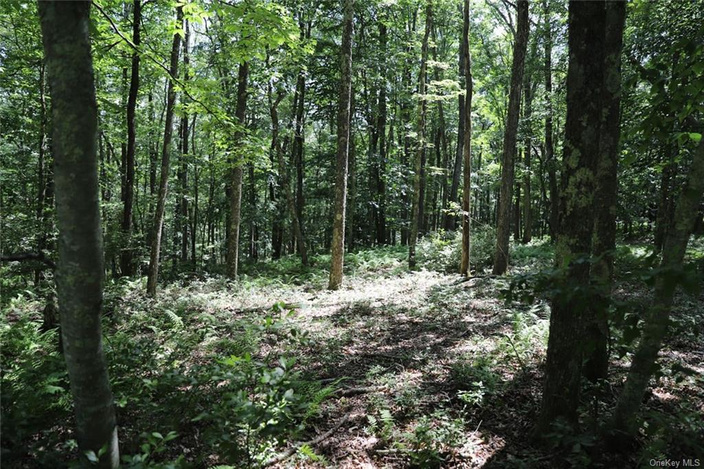 Country Lane, Callicoon, New York image 9