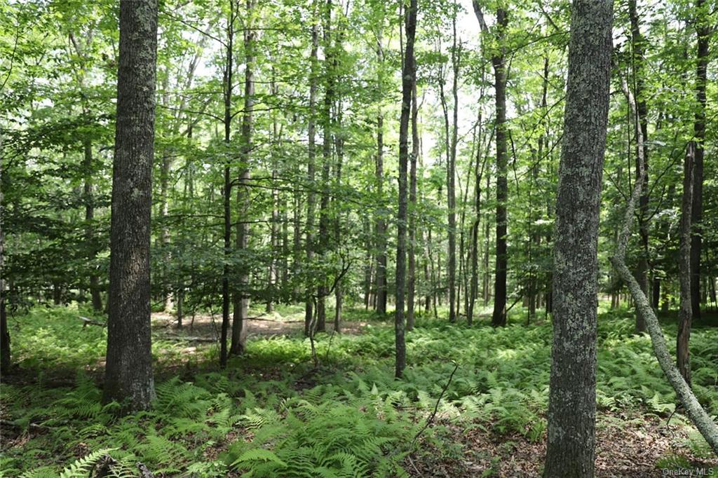 Country Lane, Callicoon, New York image 5