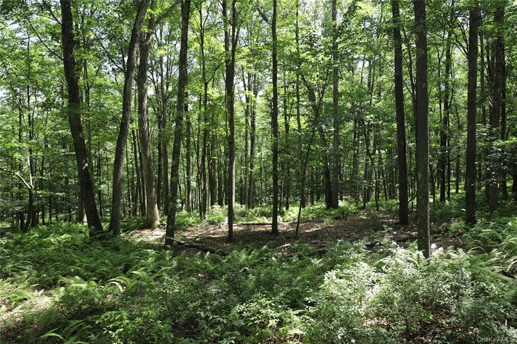 Country Lane, Callicoon, New York image 6