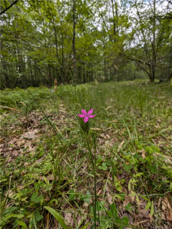 Mount Vernon Road, Wurtsboro, New York image 11