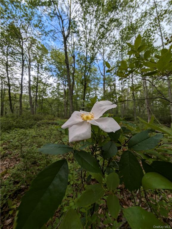 Mount Vernon Road, Wurtsboro, New York image 18