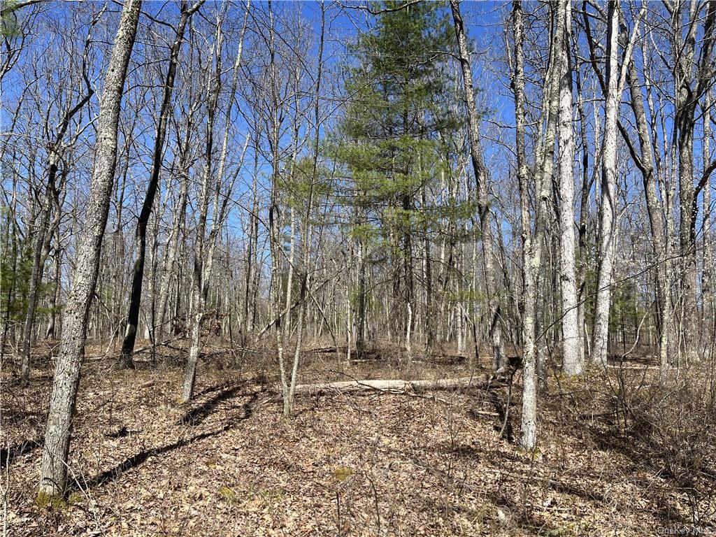 Country Lane, Callicoon, New York image 1