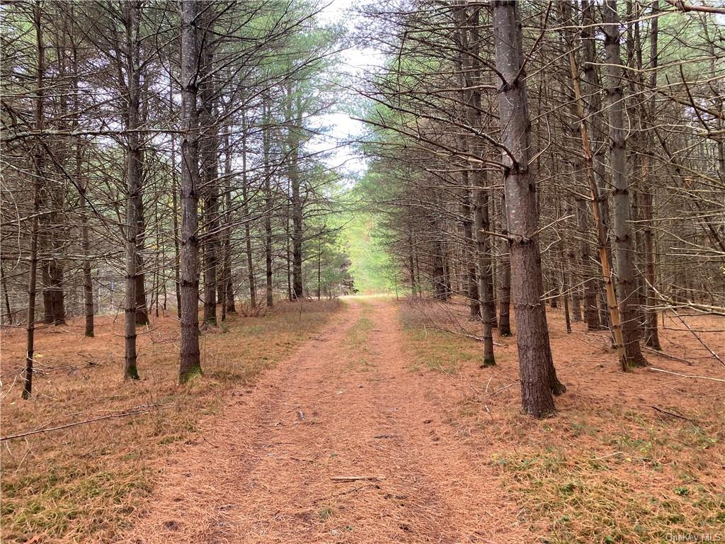 Stag Forest Road, Forestburgh, New York image 9