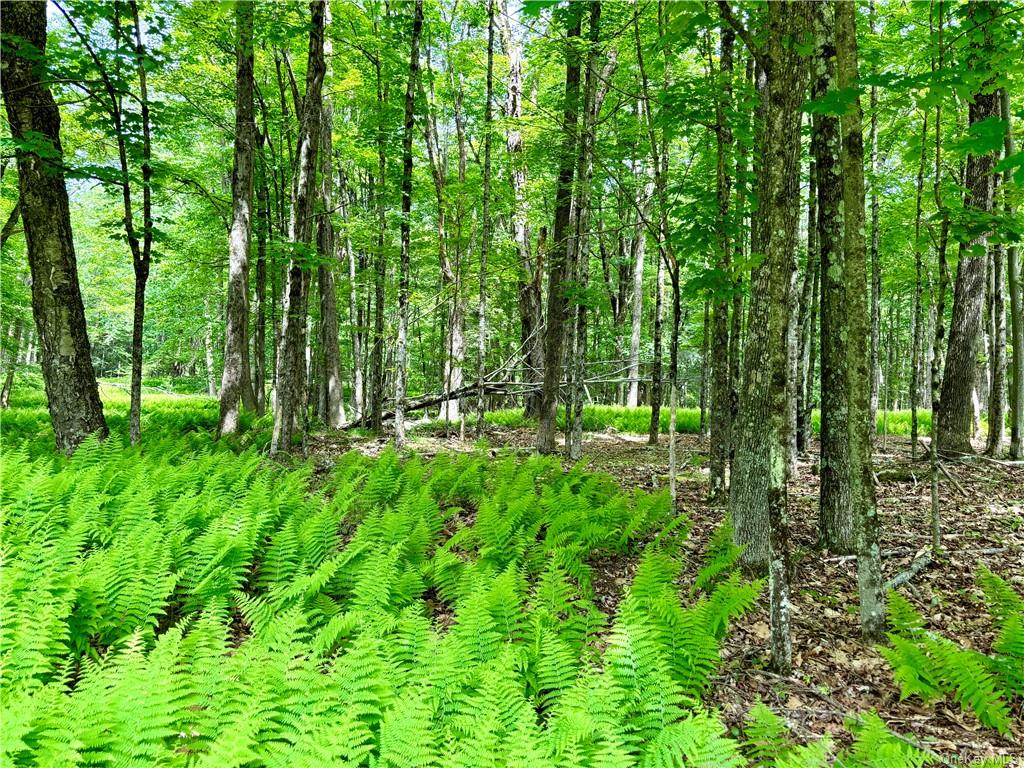 Lake Joseph Drive, Forestburgh, New York image 3