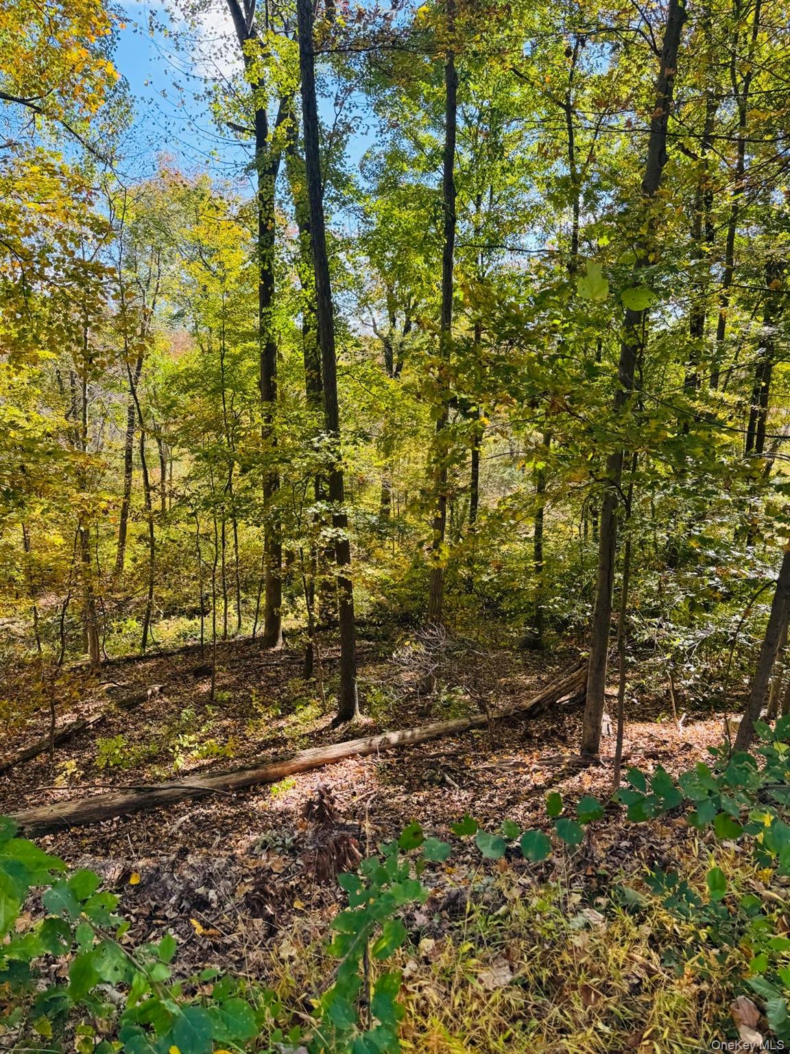 LOT 11 Shamrock Drive