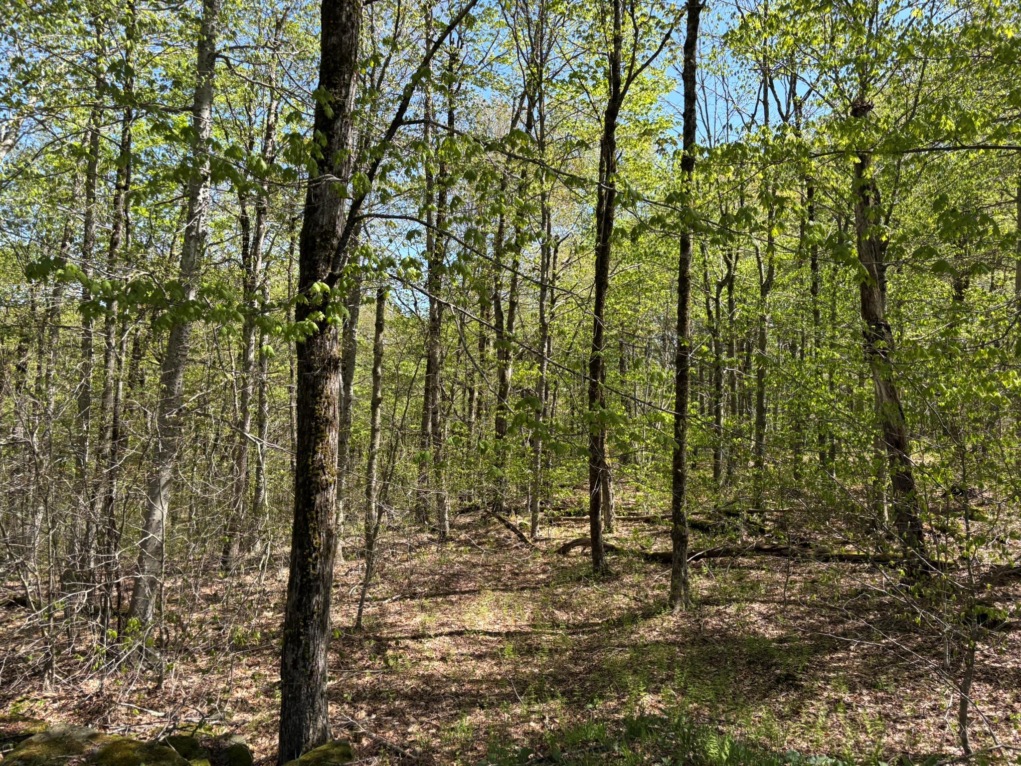 456 Anderson Road, Parksville, New York image 41