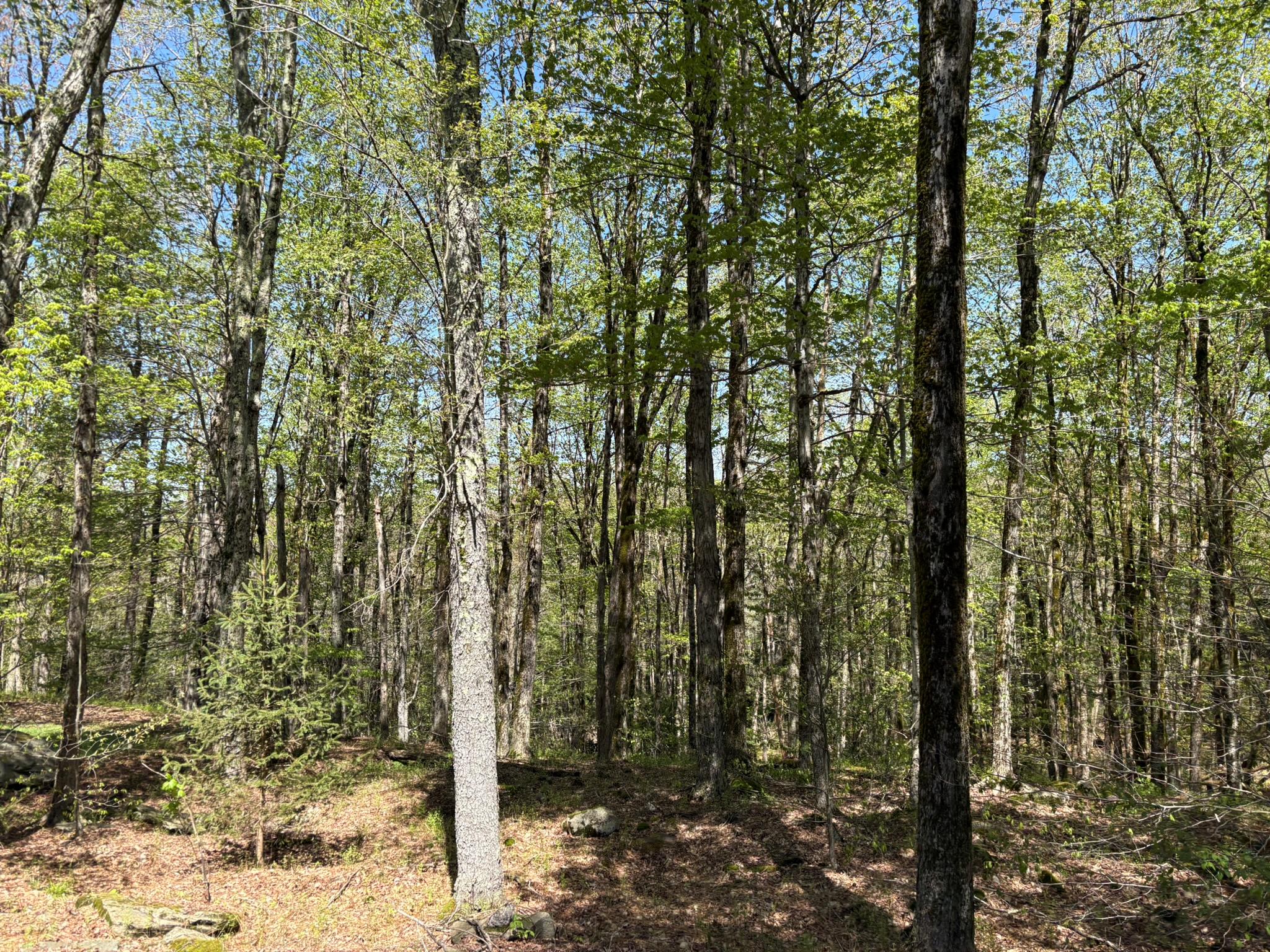 456 Anderson Road, Parksville, New York image 42