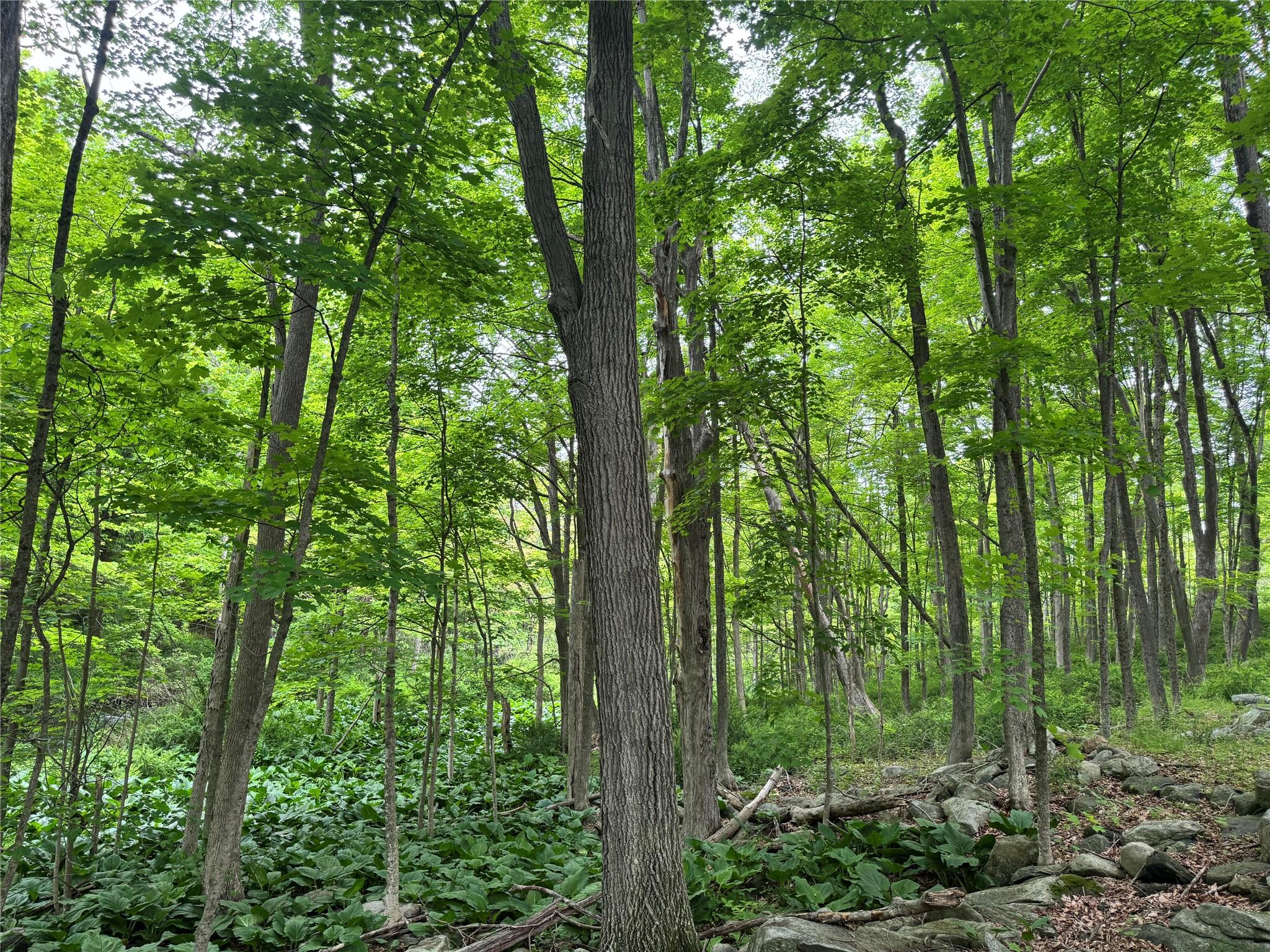 Route 292 Rd, Holmes, New York image 7