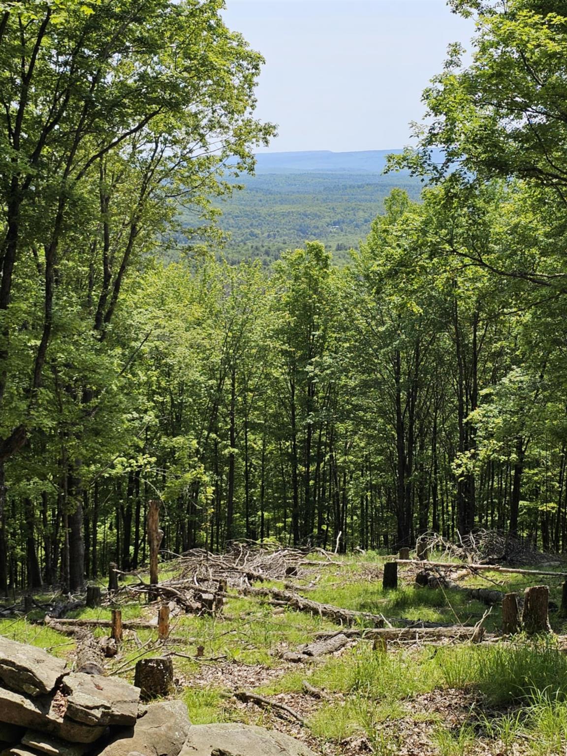 Skyline Drive, Neversink, New York image 5