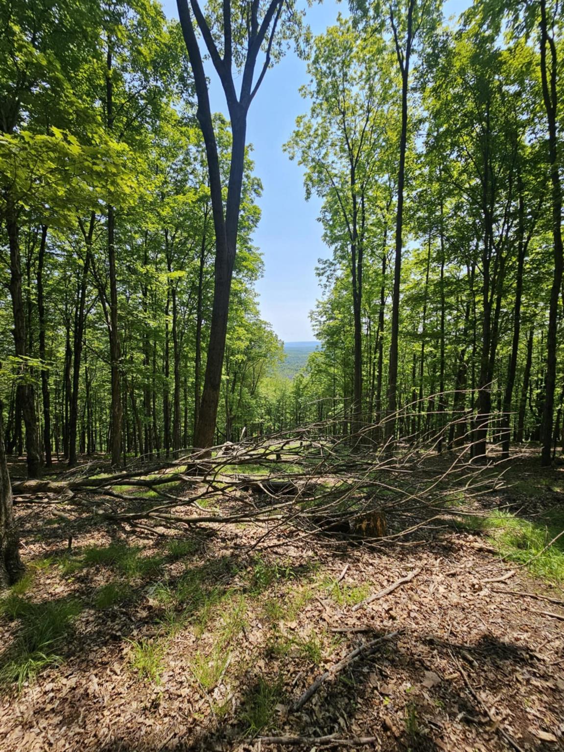 Skyline Drive, Neversink, New York image 11