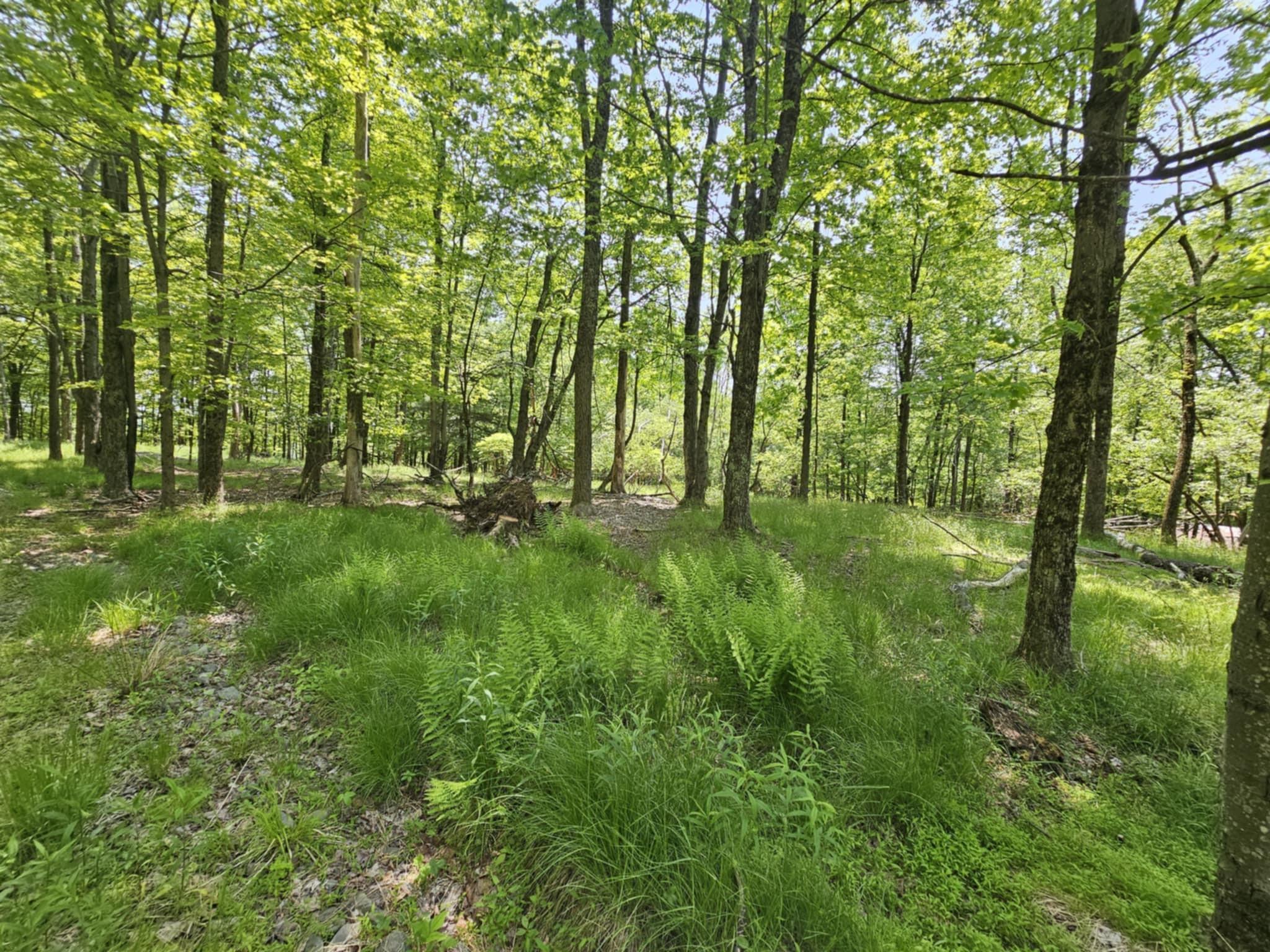 Skyline Drive, Neversink, New York image 12