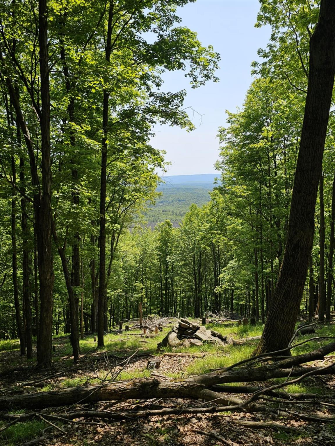 Skyline Drive, Neversink, New York image 14