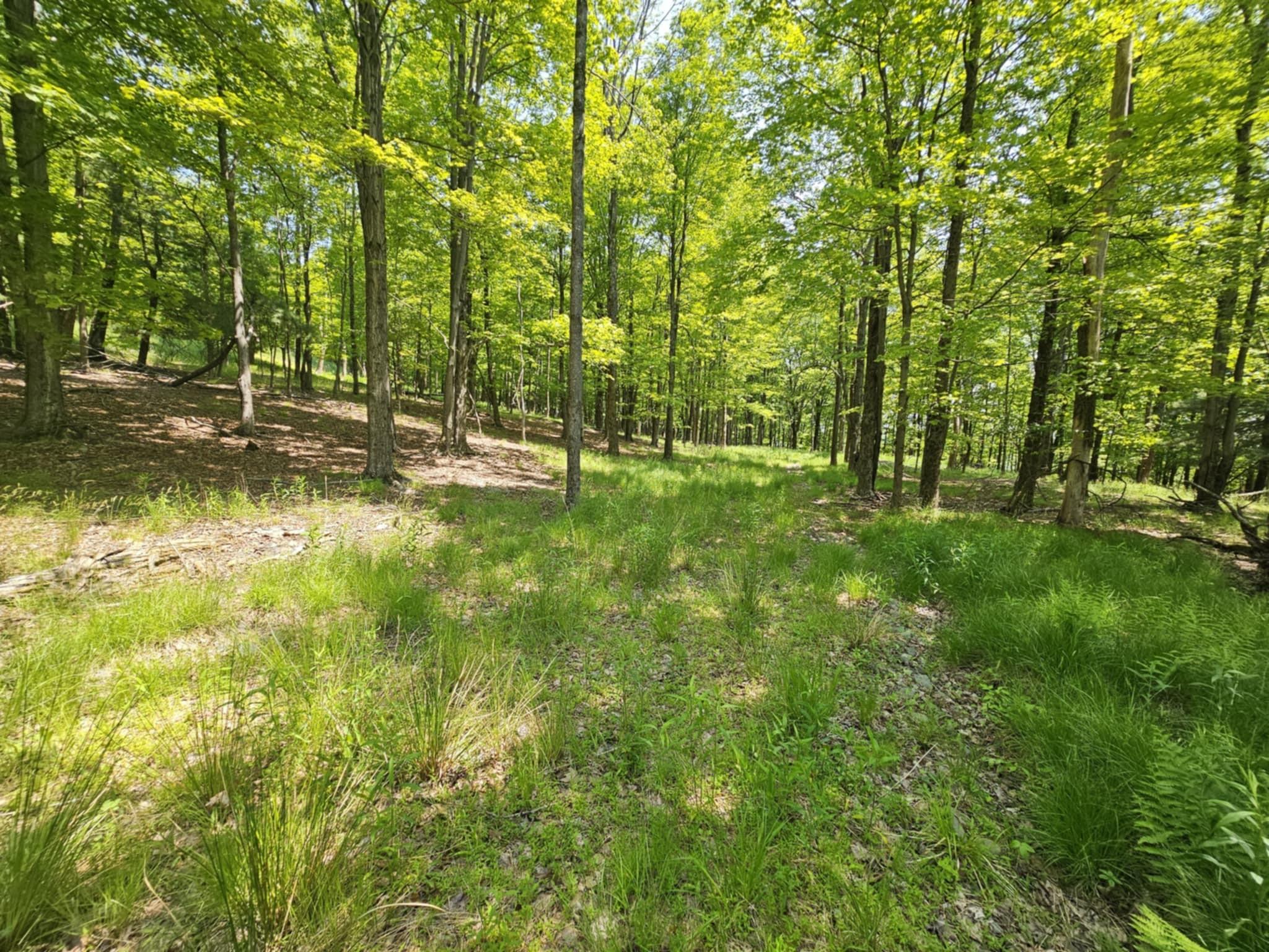 Skyline Drive, Neversink, New York image 4