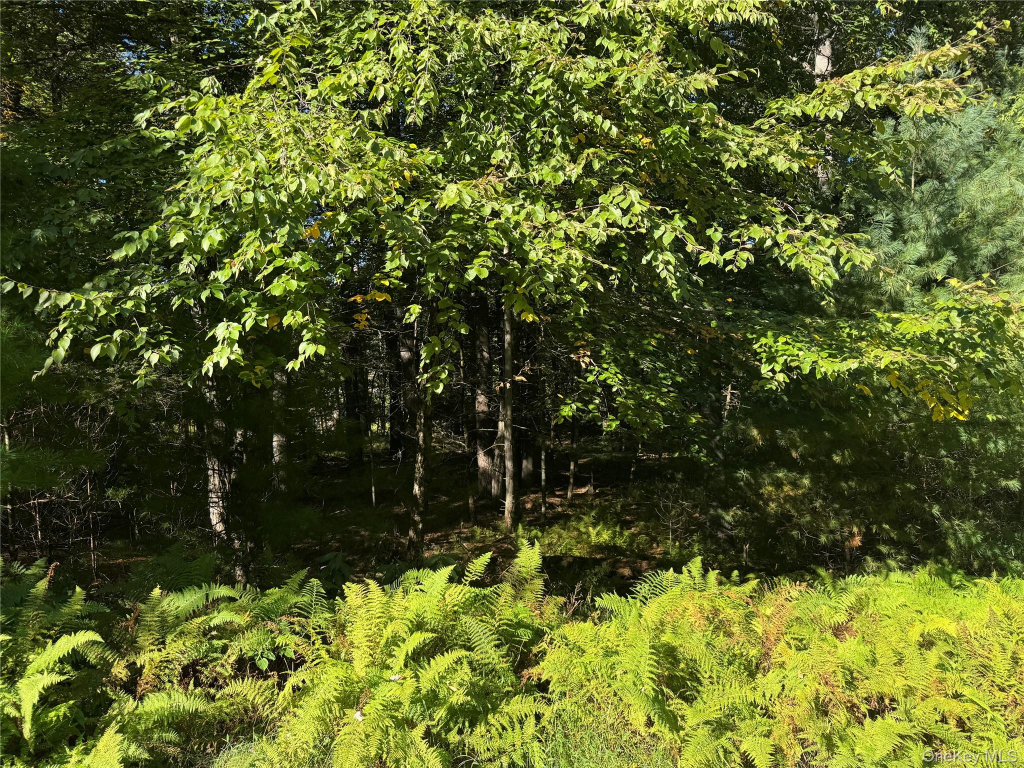 lot 1 Chapin Trail