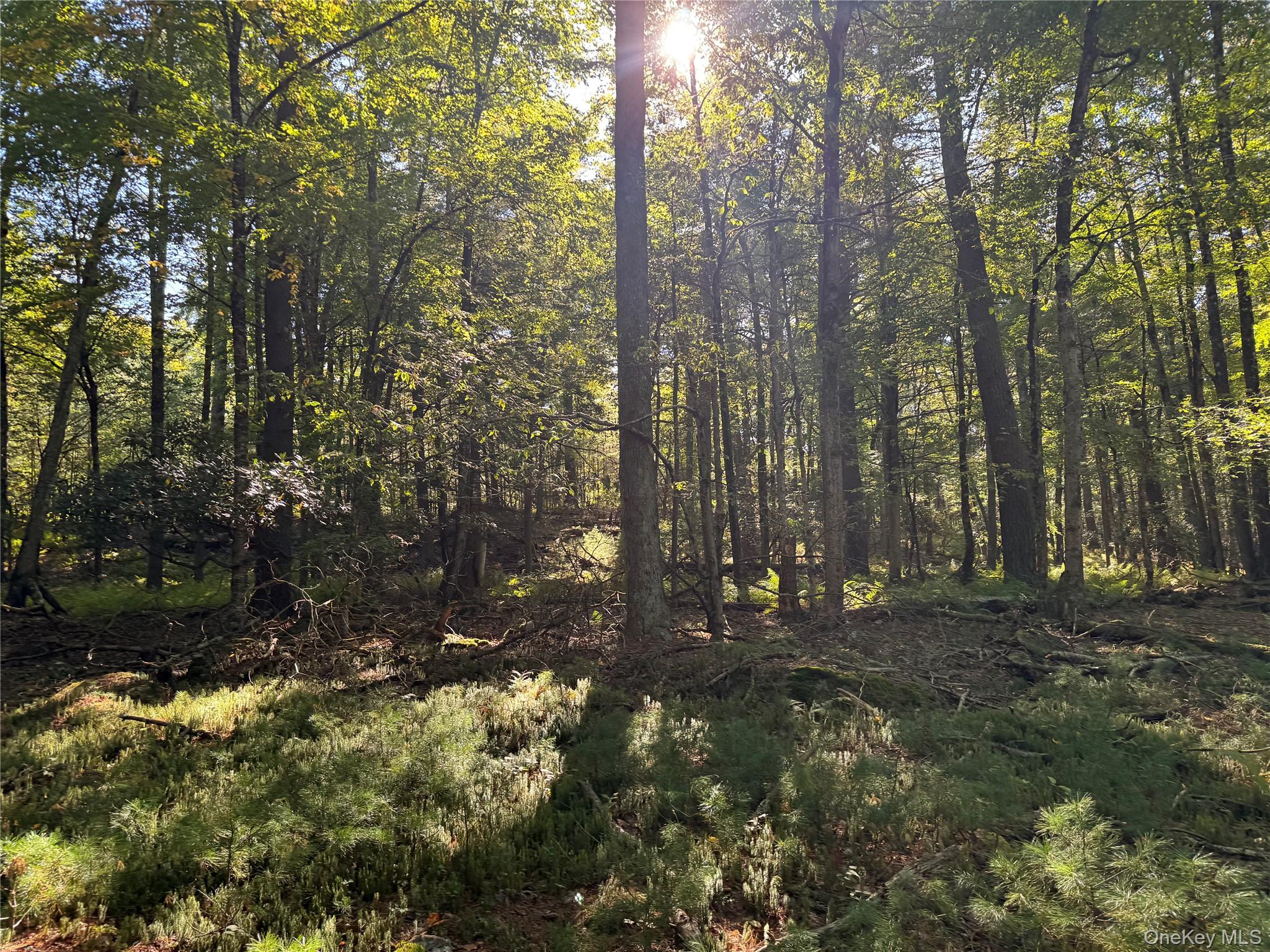 lot 1 Chapin Trail