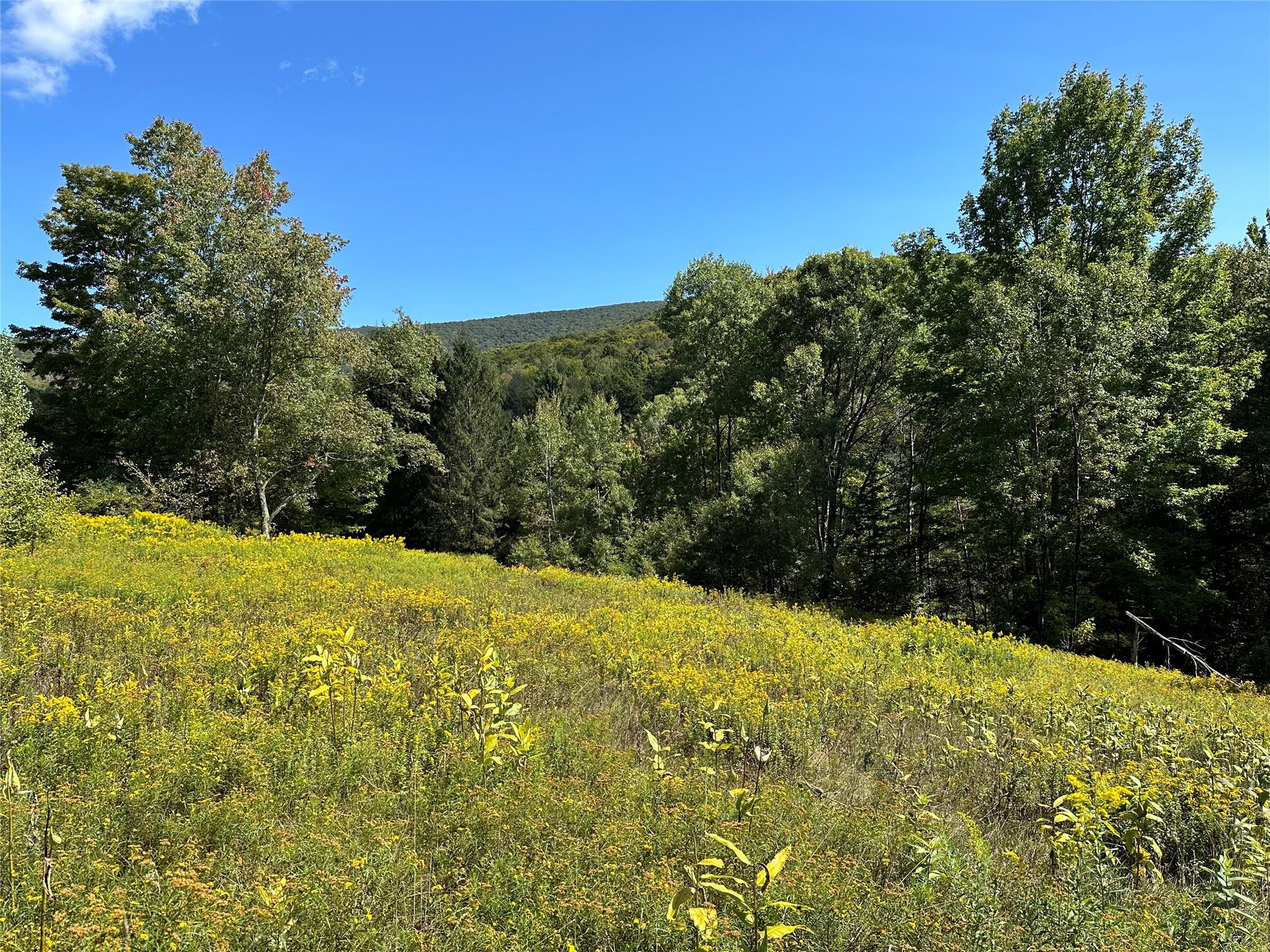 Todd Mt, Arkville, New York image 5