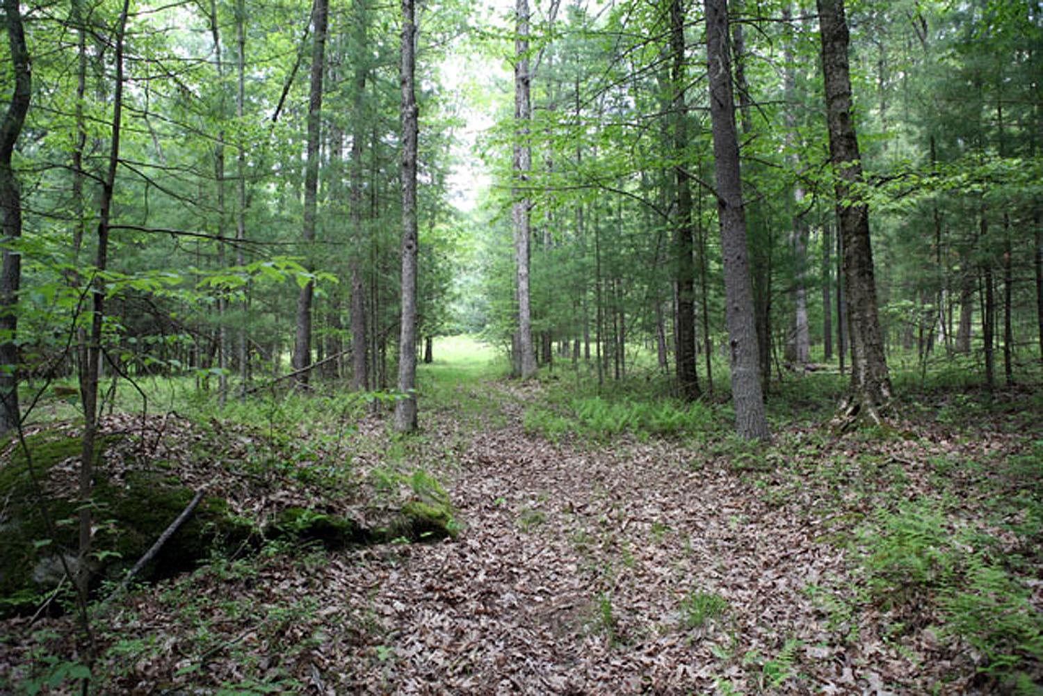 Lot 23 Serenity Drive, Callicoon, New York image 17