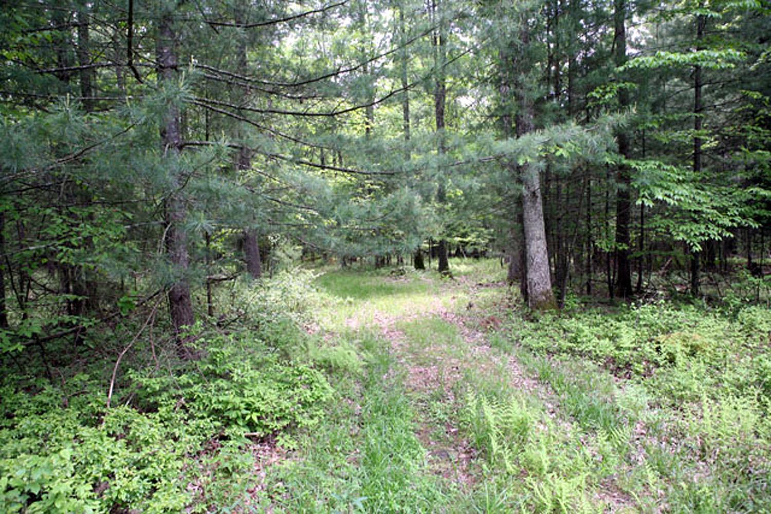 Lot 23 Serenity Drive, Callicoon, New York image 9