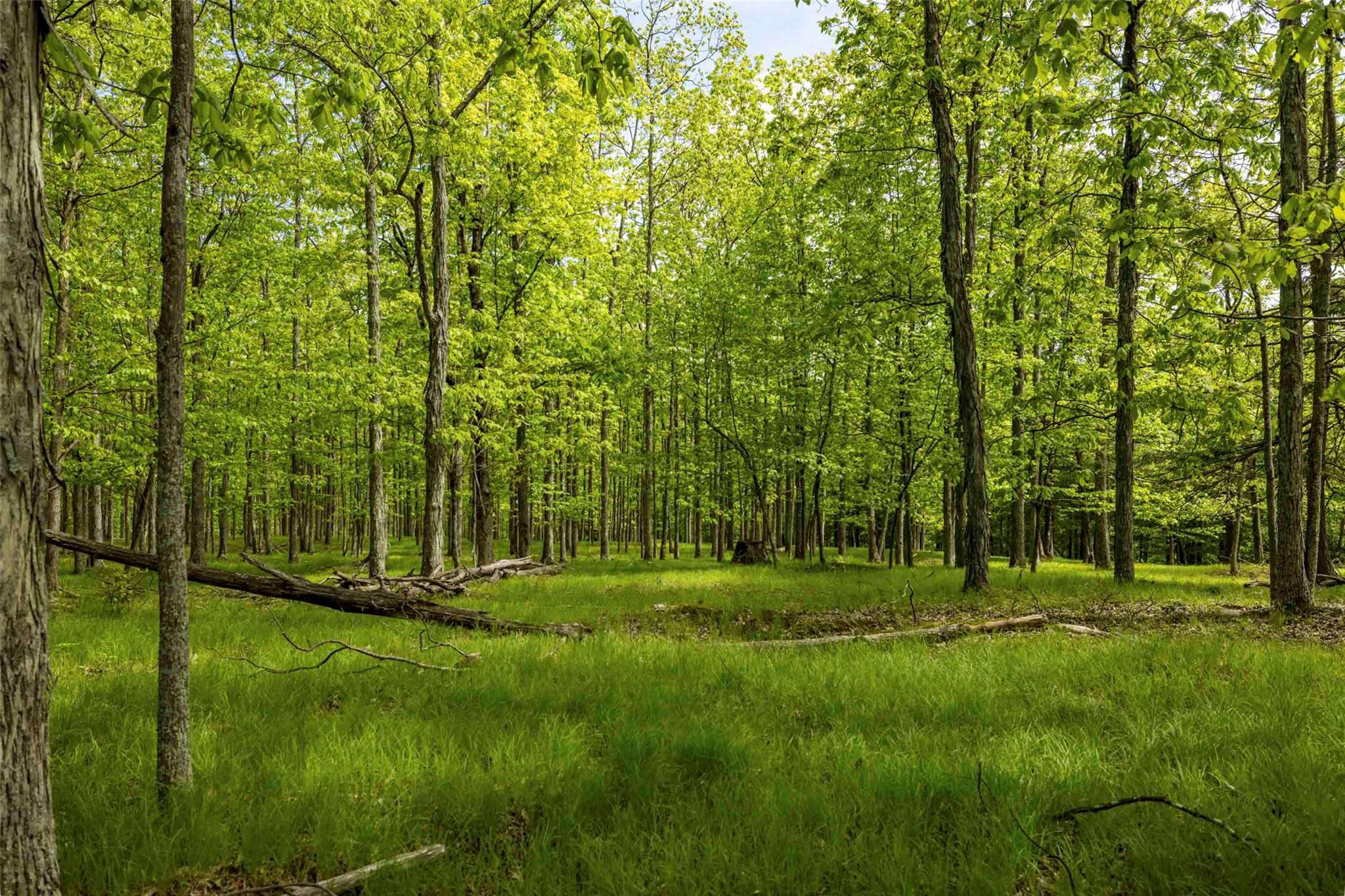 8 Forest Camp Road, Wawarsing, New York image 12