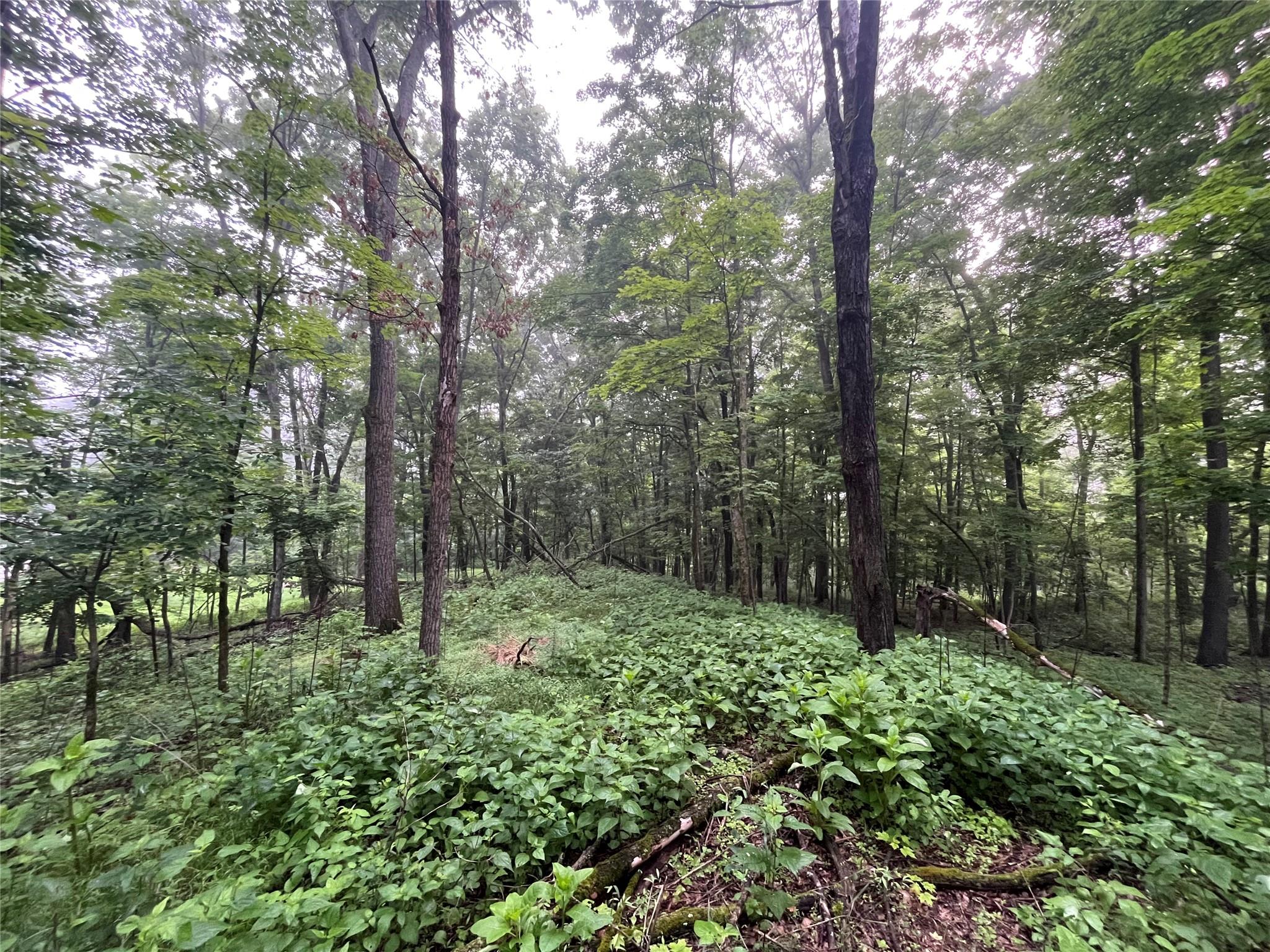 Pine Hill Road, Pleasant Valley, New York image 3
