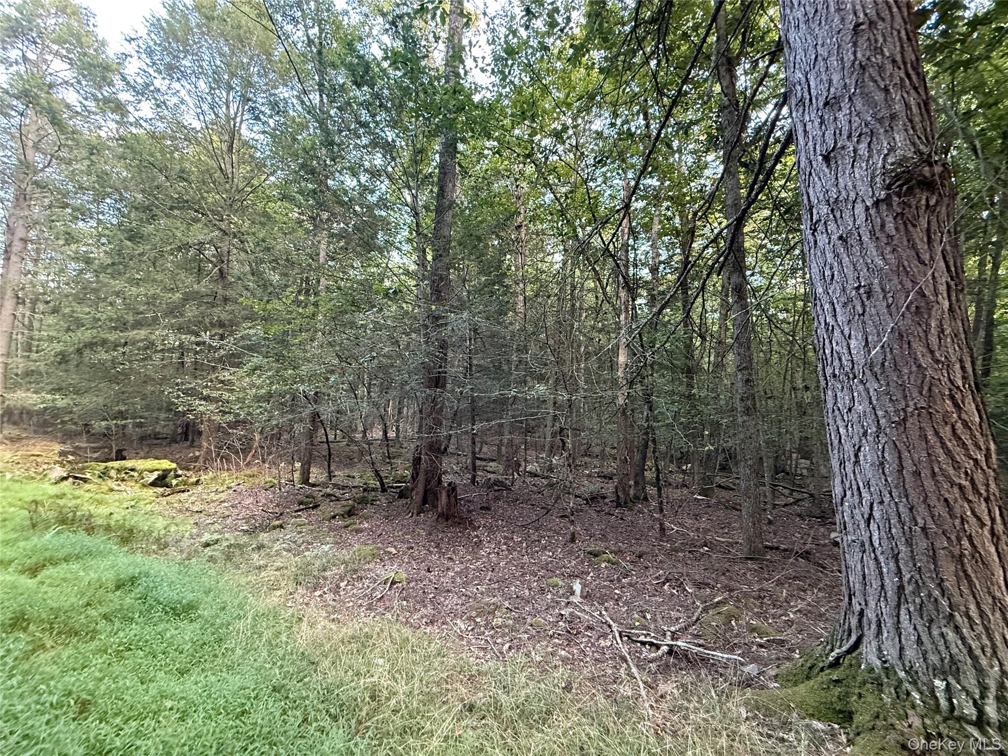 Orange Avenue