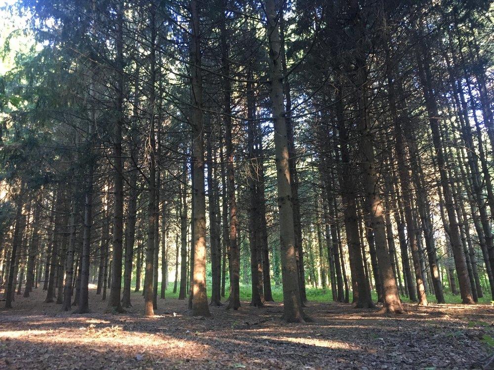 22 Sandstone Trail, New City, New York image 47