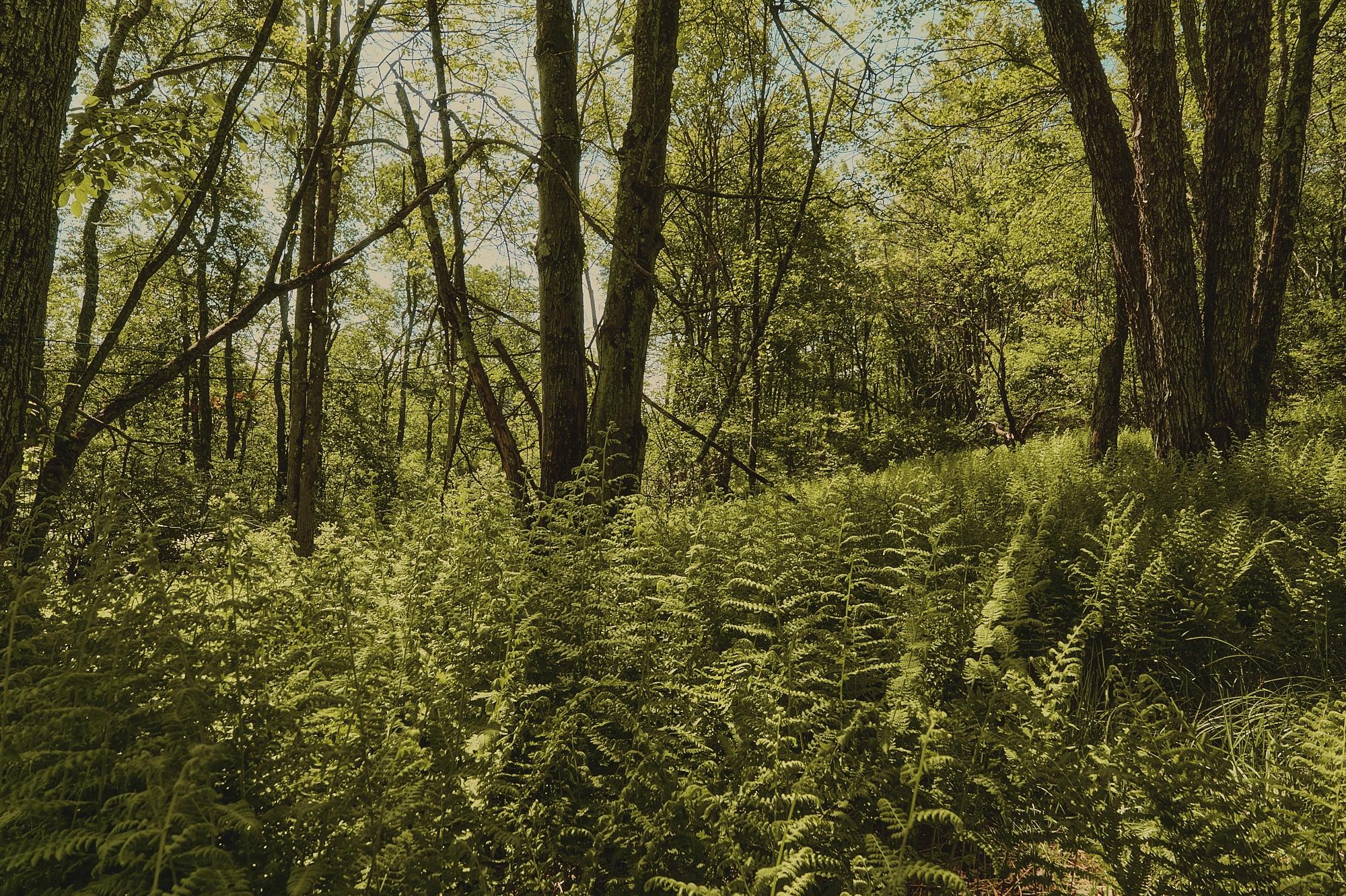 00 Benton Hollow, Liberty, New York image 7