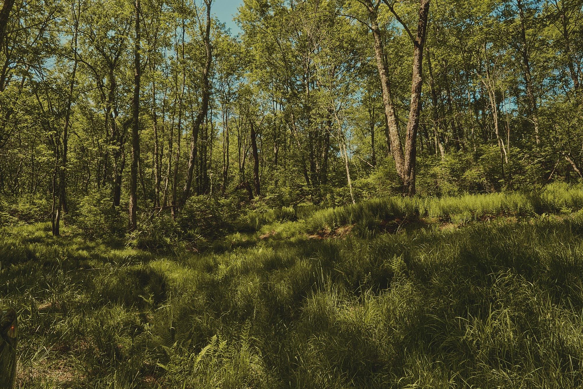 00 Benton Hollow, Liberty, New York image 8
