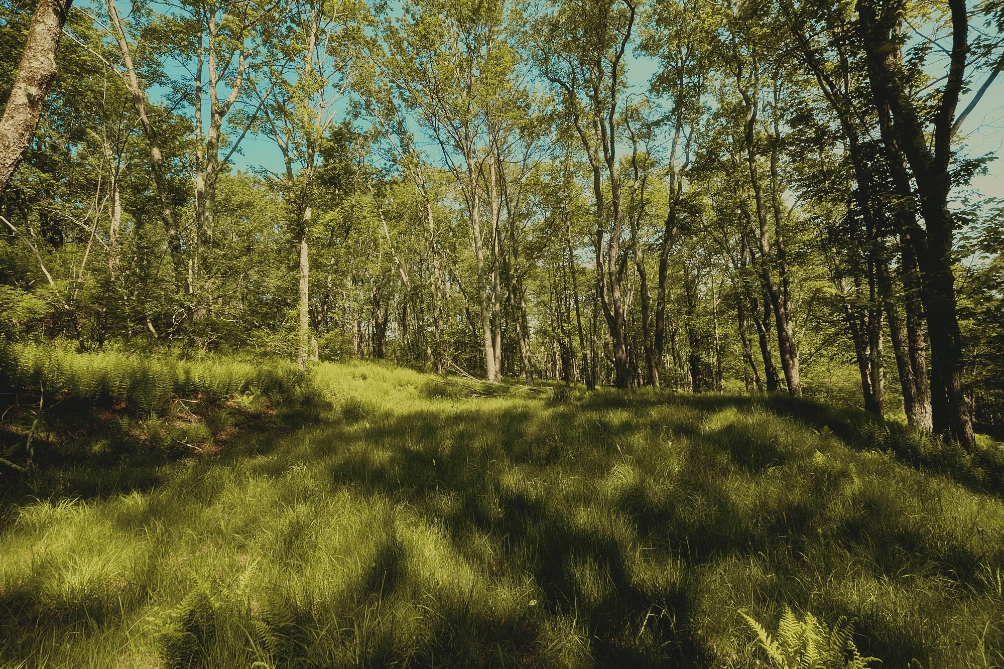 00 Benton Hollow, Liberty, New York image 4