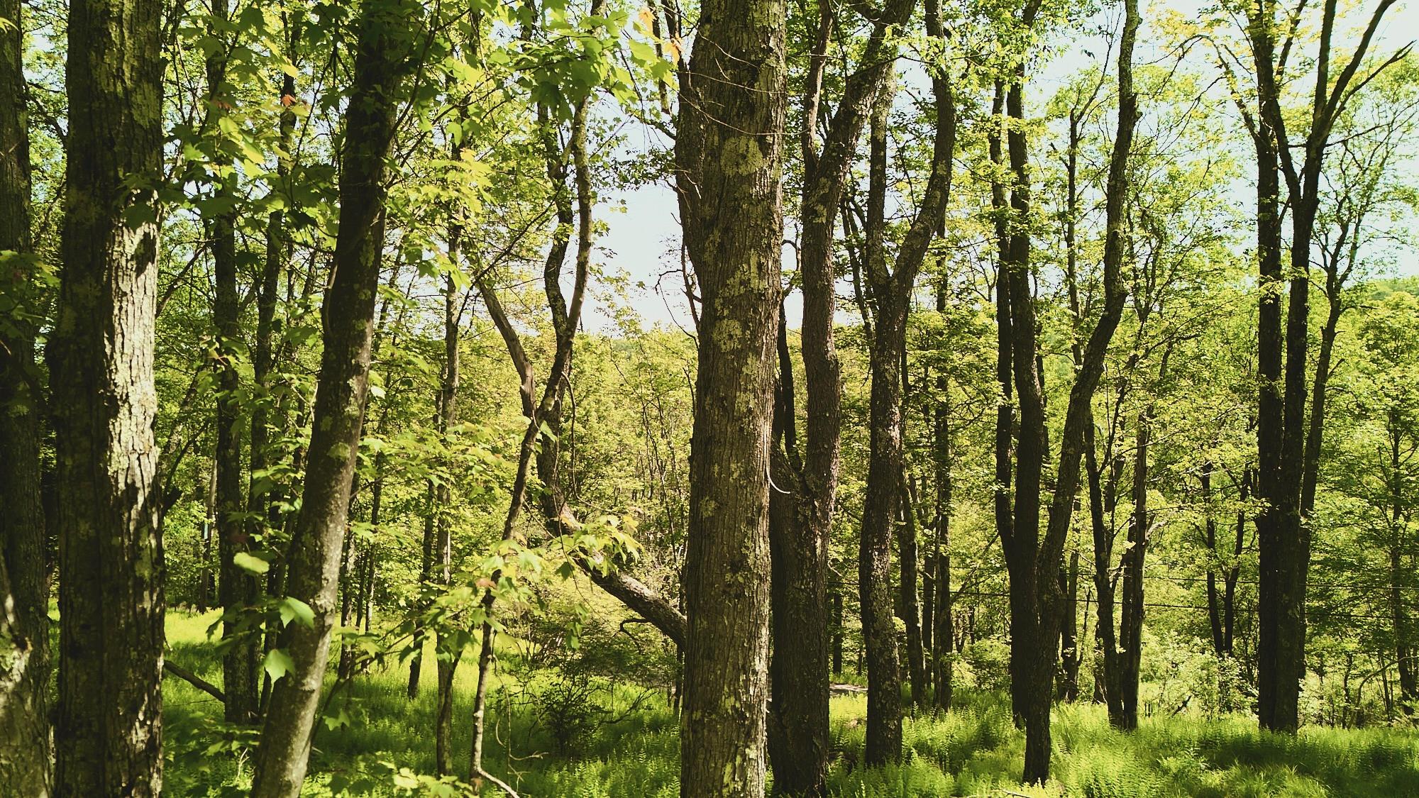 00 Benton Hollow, Liberty, New York image 2