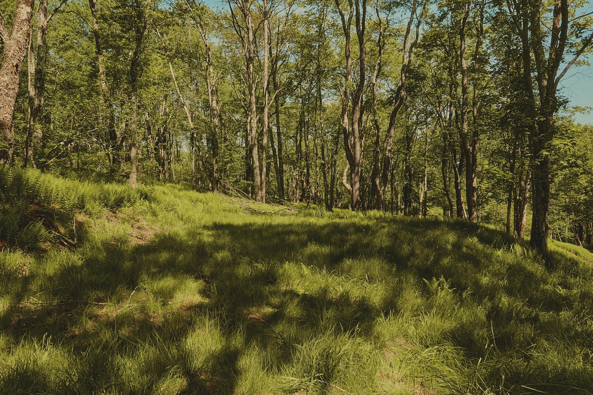 00 Benton Hollow, Liberty, New York image 9