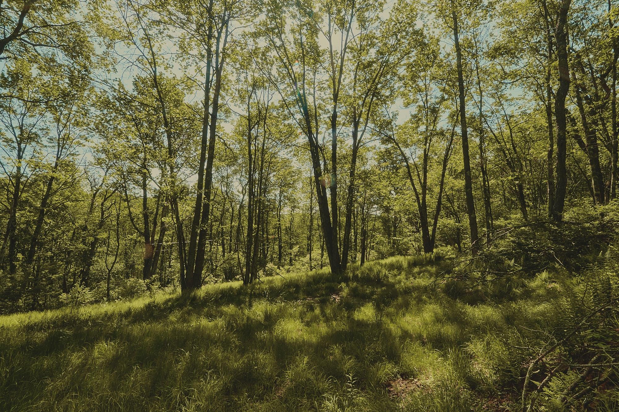 00 Benton Hollow, Liberty, New York image 1