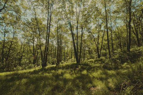 Vacant Land For Sale - 00 Benton Hollow<br/> Sullivan County, Liberty, NY 12754