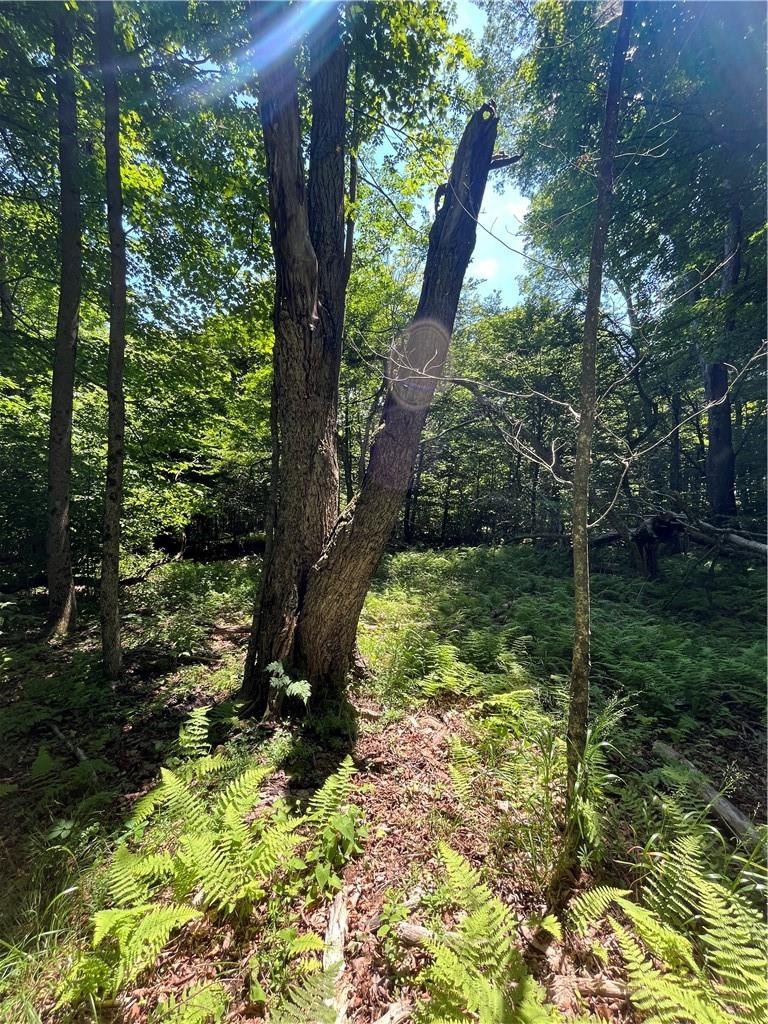Dahlia Lot 2 Road, Livingston Manor, New York image 29