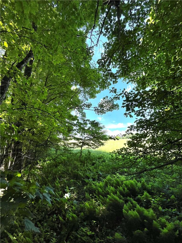 Dahlia Lot 2 Road, Livingston Manor, New York image 17