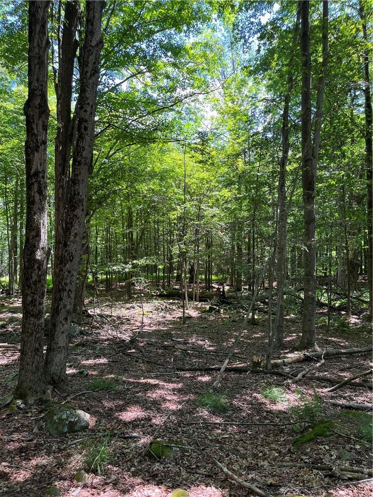 Dahlia Lot 2 Road, Livingston Manor, New York image 18