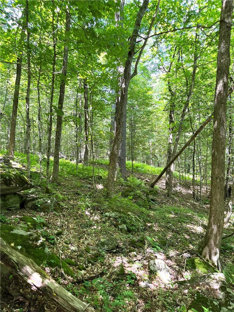 Dahlia Lot 2 Road, Livingston Manor, New York image 27