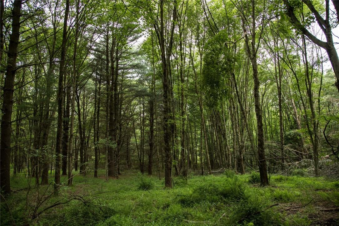 Lot 1 Chapin Trail, White Lake, New York image 2