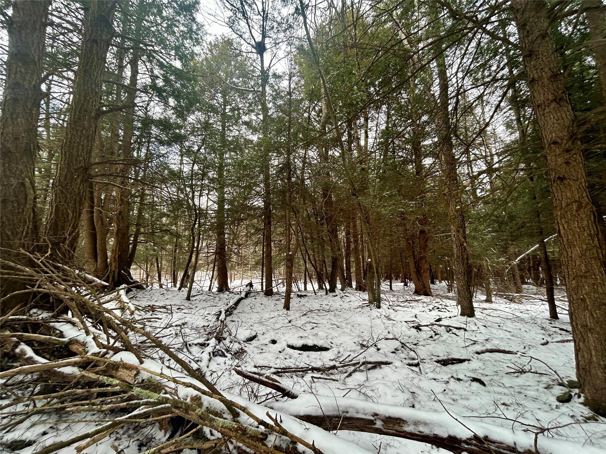 Tbd Beaver Lake Road, Livingston Manor, New York image 8