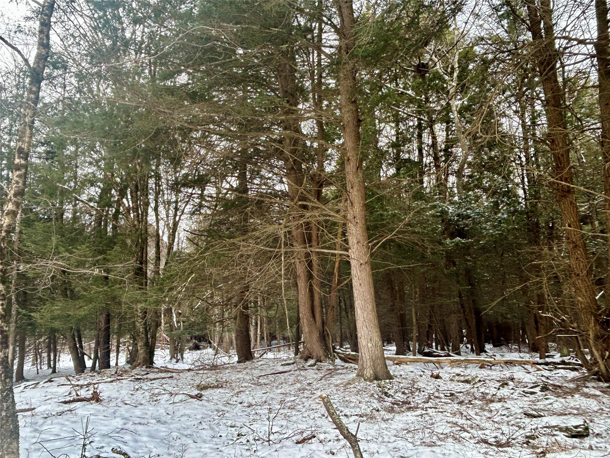 Tbd Beaver Lake Road, Livingston Manor, New York image 18