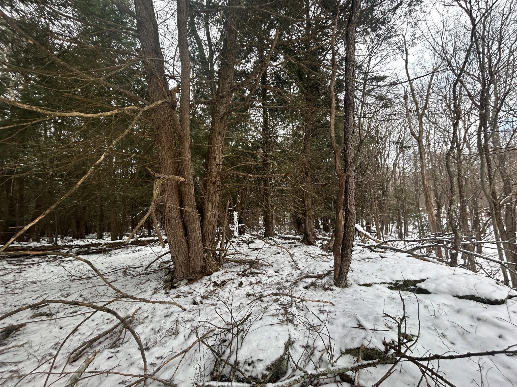 Tbd Beaver Lake Road, Livingston Manor, New York image 7