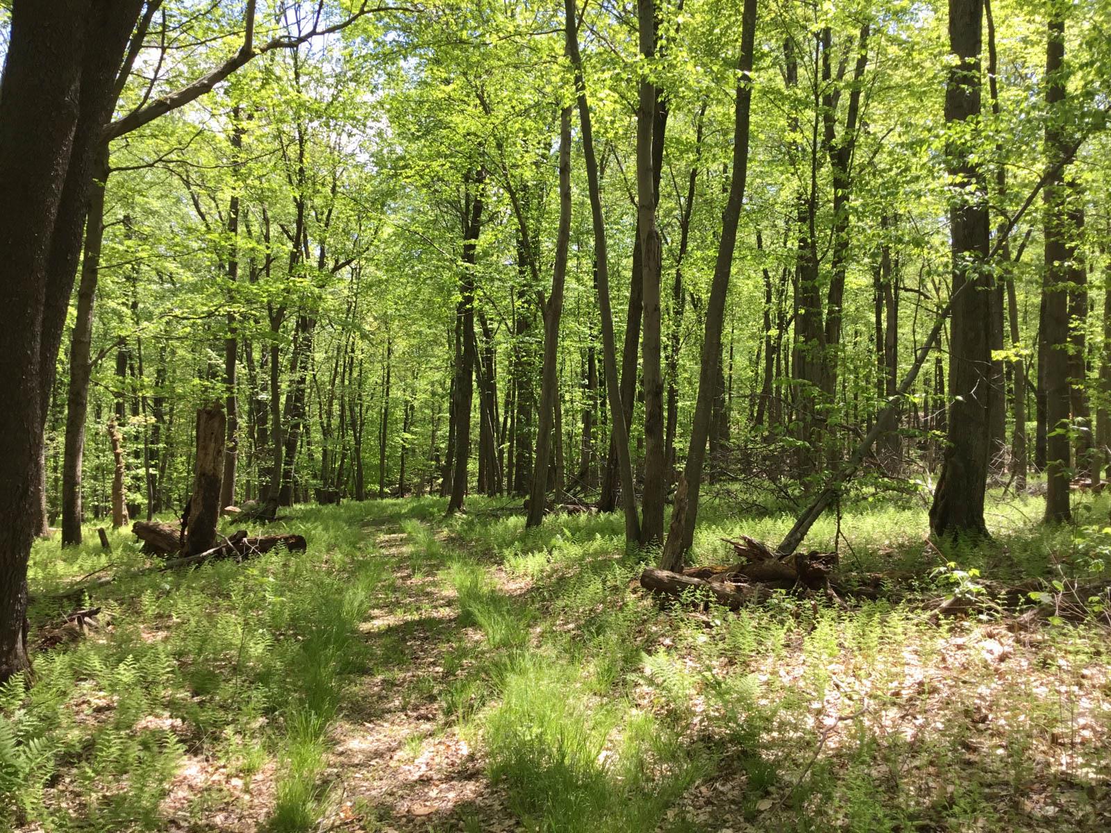 Chestnut Ridge Road, Dover Plains, New York image 9