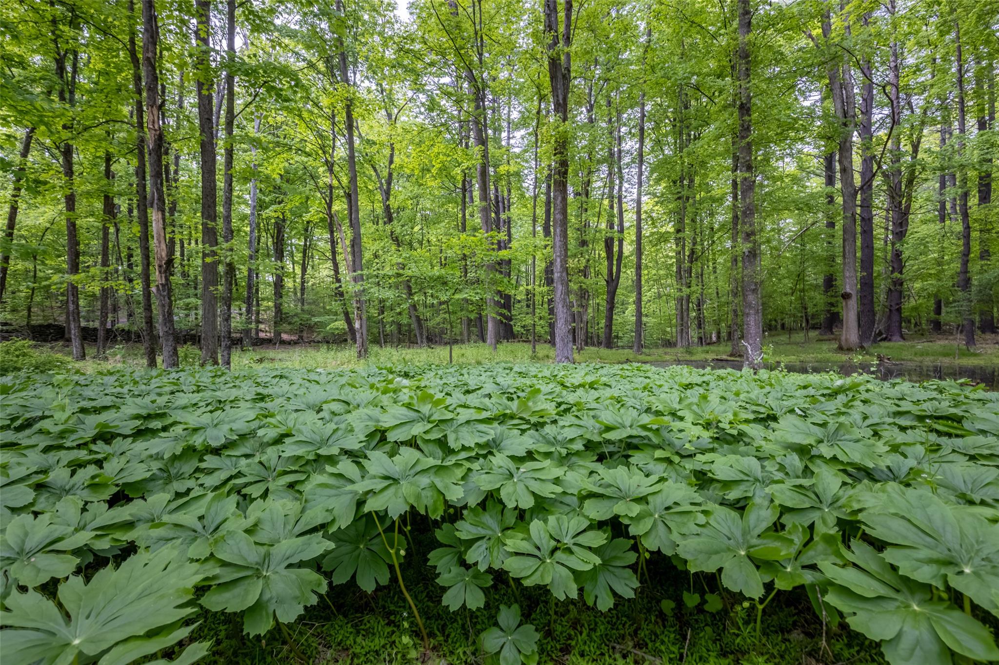 Mossy Hill Road Road, Catskill, New York image 4
