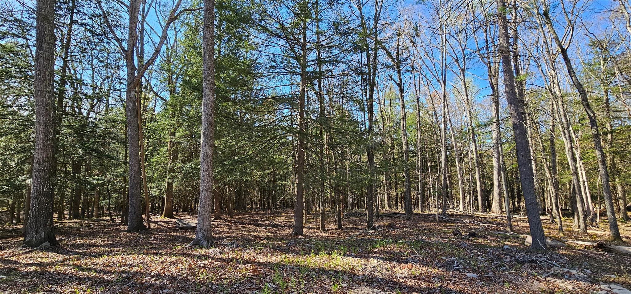Lot 85 Perry Pond Road, Narrowsburg, New York image 10