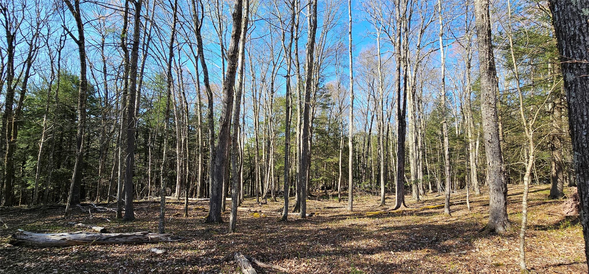 Lot 85 Perry Pond Road, Narrowsburg, New York image 13