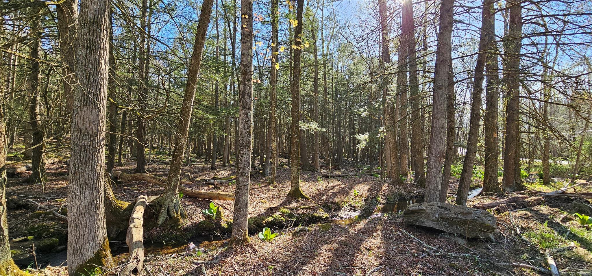 Lot 85 Perry Pond Road, Narrowsburg, New York image 19