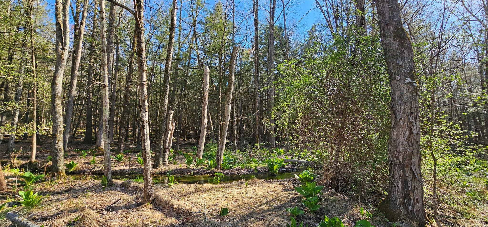 Lot 85 Perry Pond Road, Narrowsburg, New York image 21
