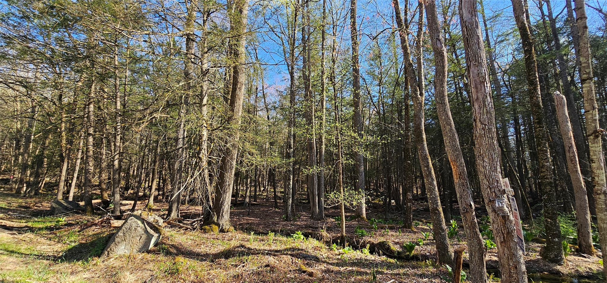 Lot 85 Perry Pond Road, Narrowsburg, New York image 23
