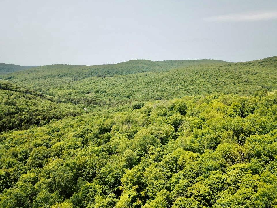 821 Berry Brook Road, Roscoe, New York image 14