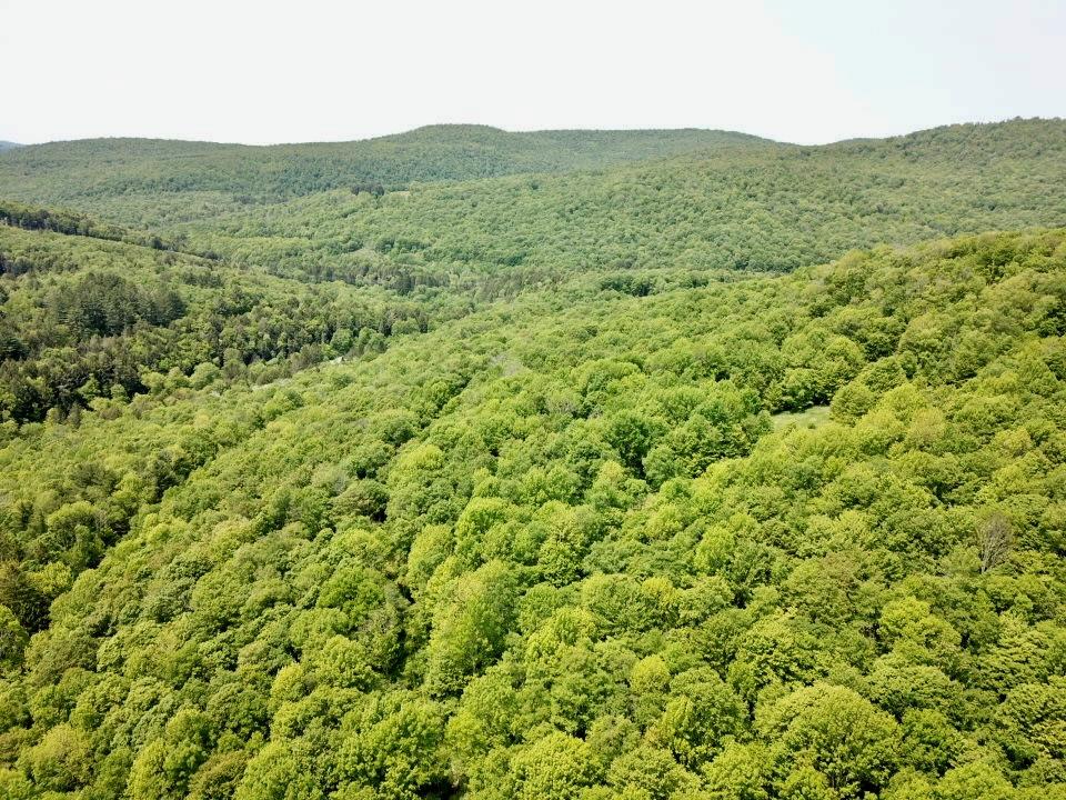 821 Berry Brook Road, Roscoe, New York image 16